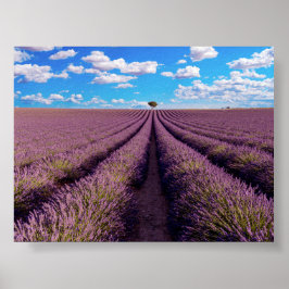 Lavendelfält i Provence Poster