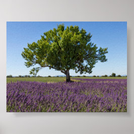 Lavendelfält i Provence Poster