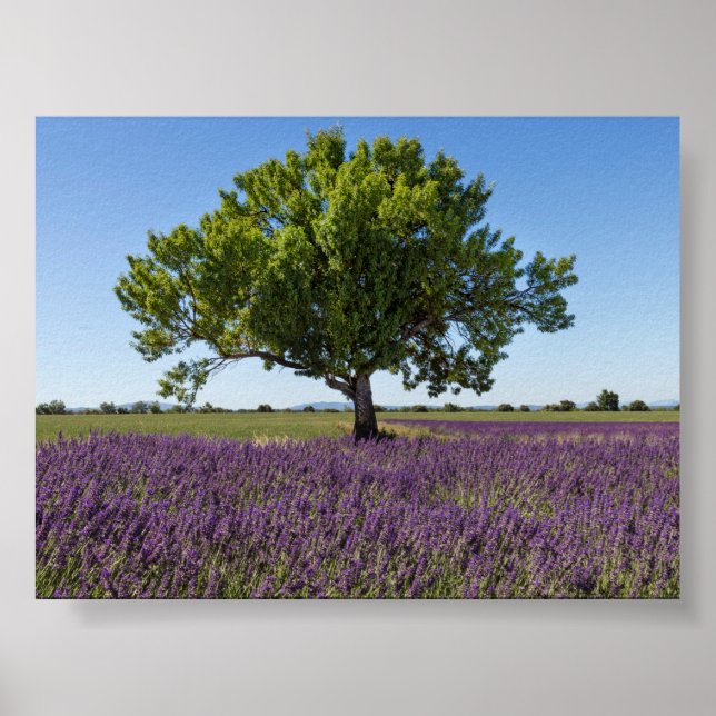 Lavendelfält i Provence Poster (Framsidan)