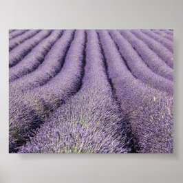 Lavendelfält i Provence Poster