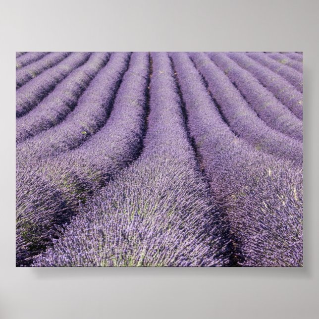 Lavendelfält i Provence Poster (Framsidan)