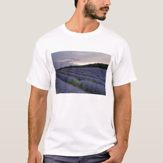 Lavendelfält på solnedgången tee shirt (Framsida)