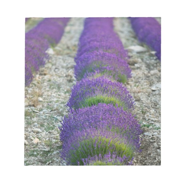 Lavendelfält, Provence, Frankrike Anteckningsblock (Framsida)