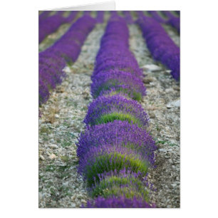 Lavendelfält, Provence, Frankrike Hälsningskort