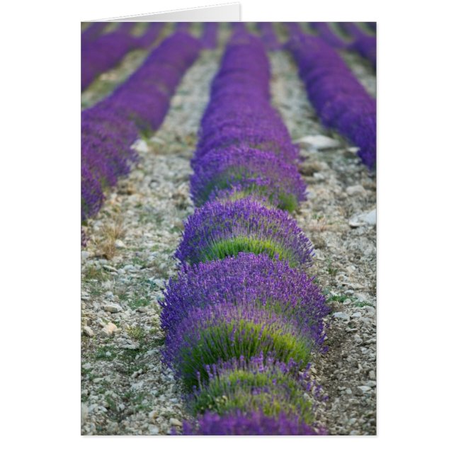 Lavendelfält, Provence, Frankrike Hälsningskort (Framsidan)