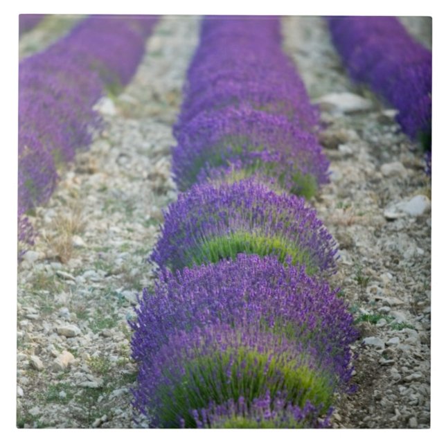 Lavendelfält, Provence, Frankrike Kakelplatta (Framsidan)