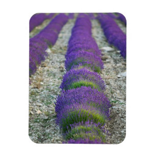 Lavendelfält, Provence, Frankrike Magnet