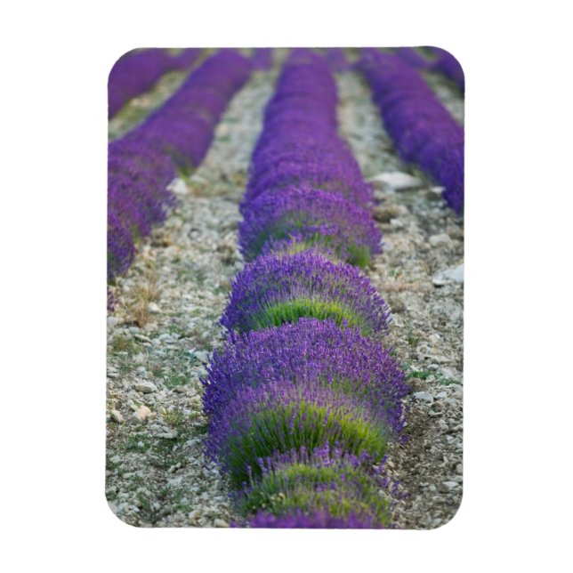 Lavendelfält, Provence, Frankrike Magnet (Vertikal)