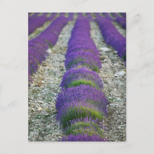 Lavendelfält, Provence, Frankrike Vykort (Framsida)