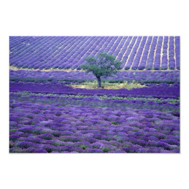 Lavendelfält, Vence, Provence, Frankrike Fototryck (Framsidan)