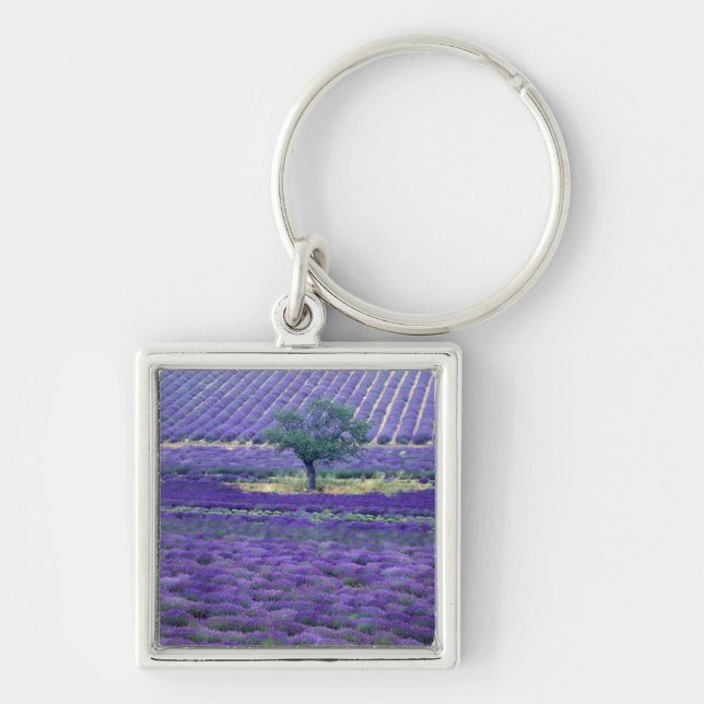 Lavendelfält, Vence, Provence, Frankrike Fyrkantig Silverfärgad Nyckelring (Framsidan)
