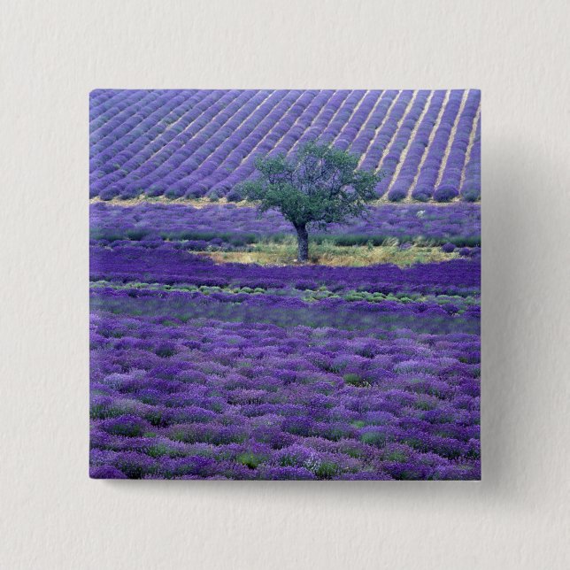 Lavendelfält, Vence, Provence, Frankrike Knapp (Framsida)