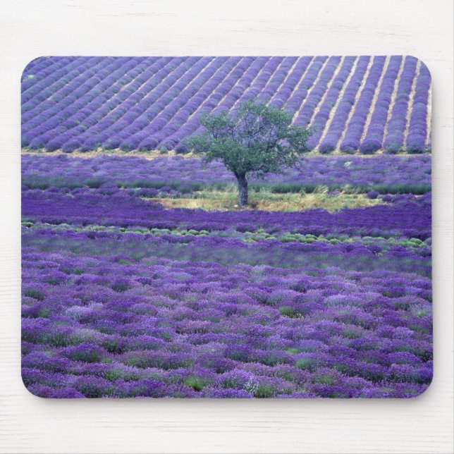 Lavendelfält, Vence, Provence, Frankrike Musmatta (Framsidan)