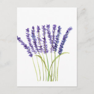 Lavendelfärgning, lila blommor vykort