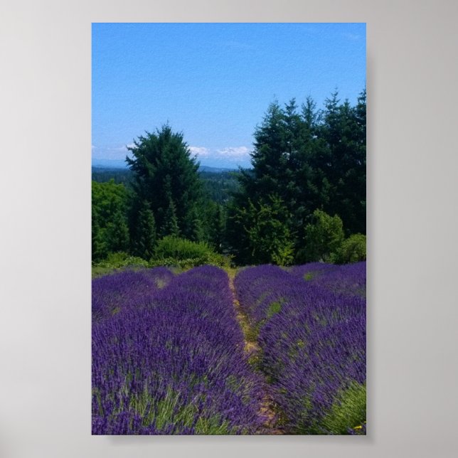 Lavendelfarm Poster (Framsidan)