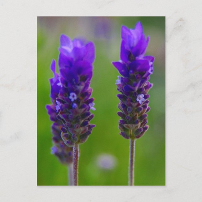 lavendelflora vykort (Framsida)