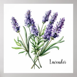 Lavendelillustration Botanisk Affisch