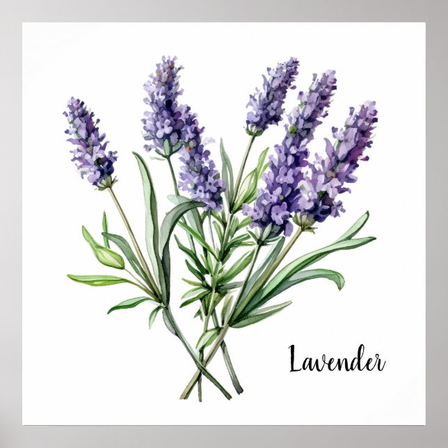 Lavendelillustration Botanisk Affisch (Framsidan)