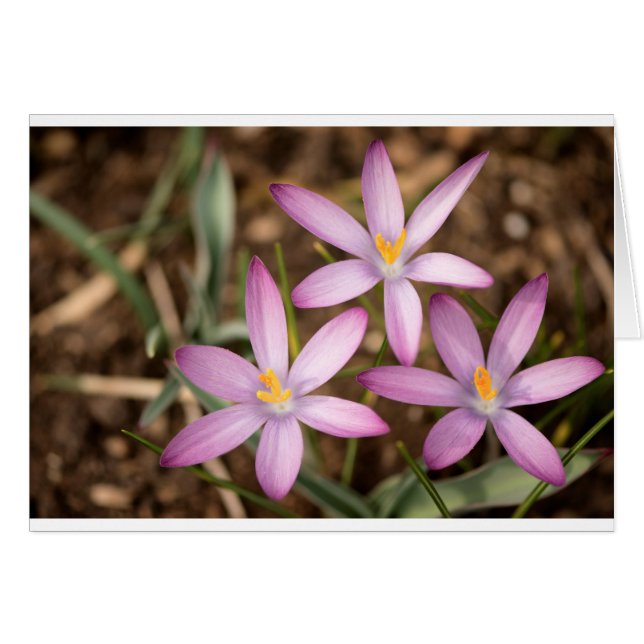 Lavendelkrokustriangel Hälsningskort (Framsidan Horizontal)