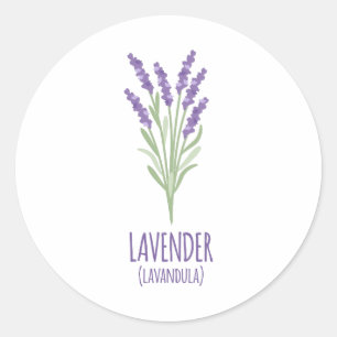 LavendelLavandula Runt Klistermärke