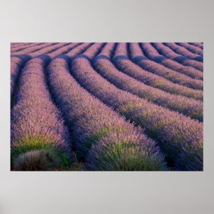 Lavendelns rader i Provence Poster