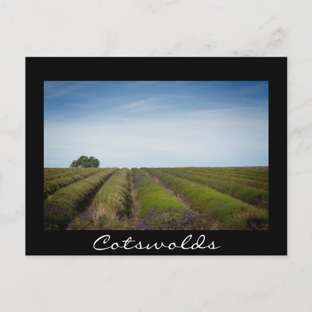 Lavendelrader efter skörd, svart vykort (Framsida)