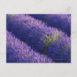 Lavendelrader i fullt-blomman vykort
