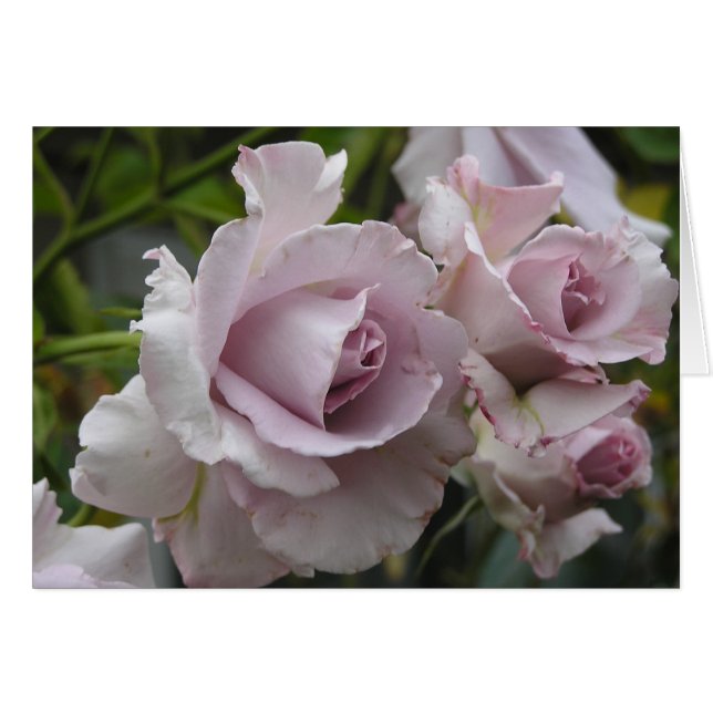 Lavendelrokort Hälsningskort (Framsidan Horizontal)