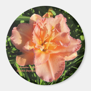 Lavendelrosor dubblerar Daylilies Magnet