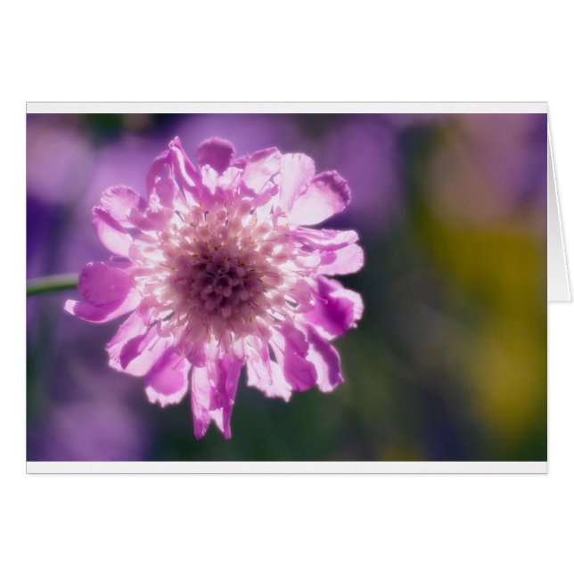 LavendelScabiosa blomma Hälsningskort (Framsidan Horizontal)