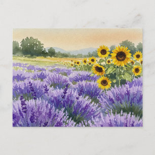 Lavendelsolfält Sommar Provence Postkort Vykort