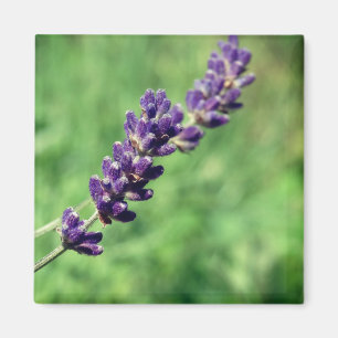 Lavendelstjälk Foto Magnet