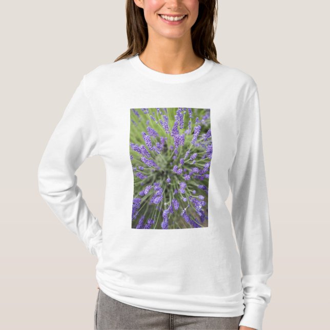 Lavendelväxter Tee (Framsida)