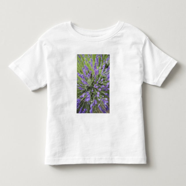 Lavendelväxter Tee (Framsida)
