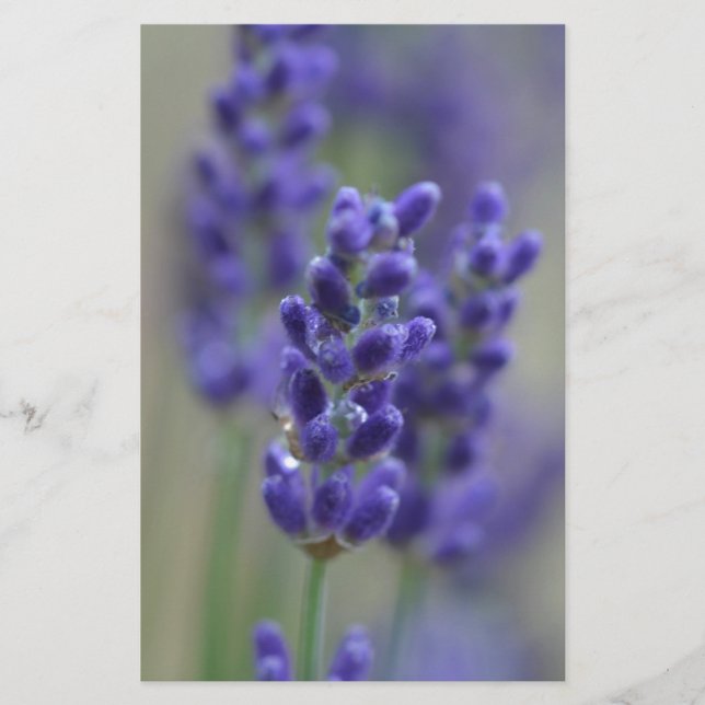 Lavender (Framsida)