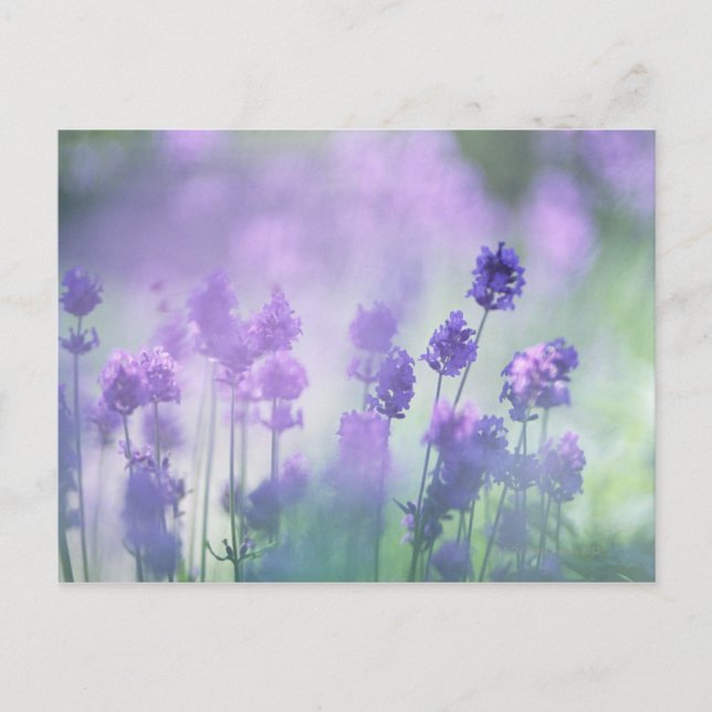 Lavender 2 vykort (Framsida)