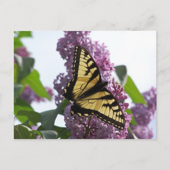 Lavender Aftermiddag Vykort (Framsida)