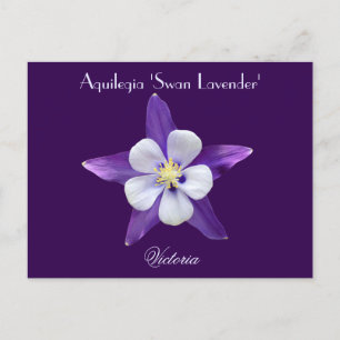 Lavender Aquilegia Columbine vycard Vykort