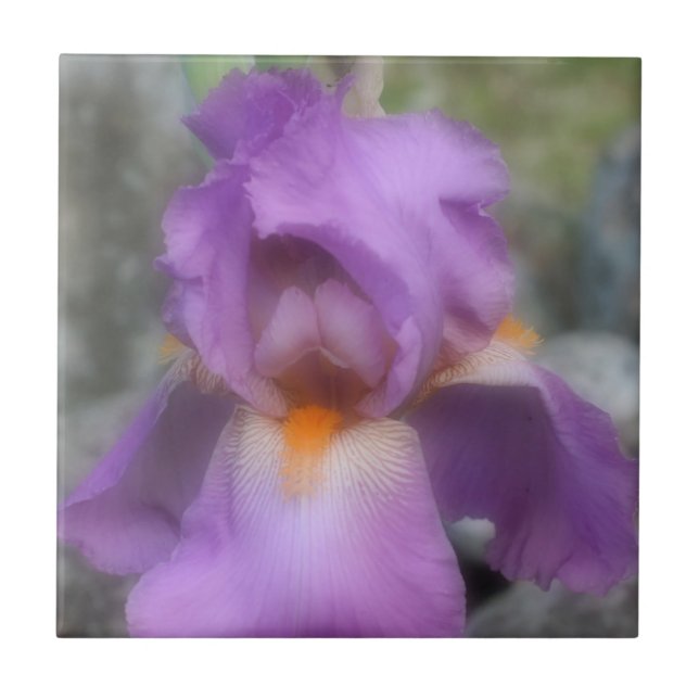 Lavender Bearded Iris Flower Natature Kakelplatta (Framsidan)