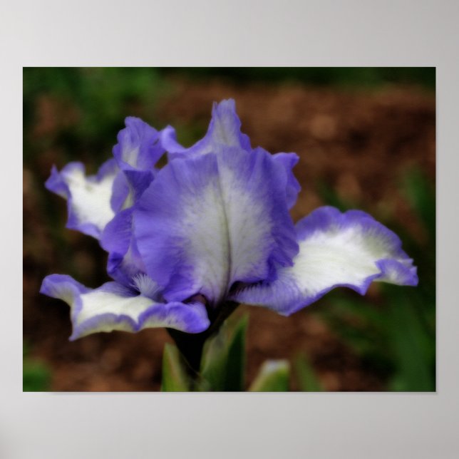 Lavender Bearded Iris Flower Orton Art Poster (Framsidan)