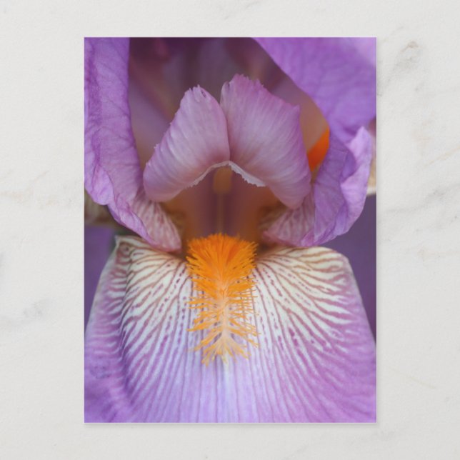 Lavender Bearded Iris Flower Petal Vykort (Framsida)