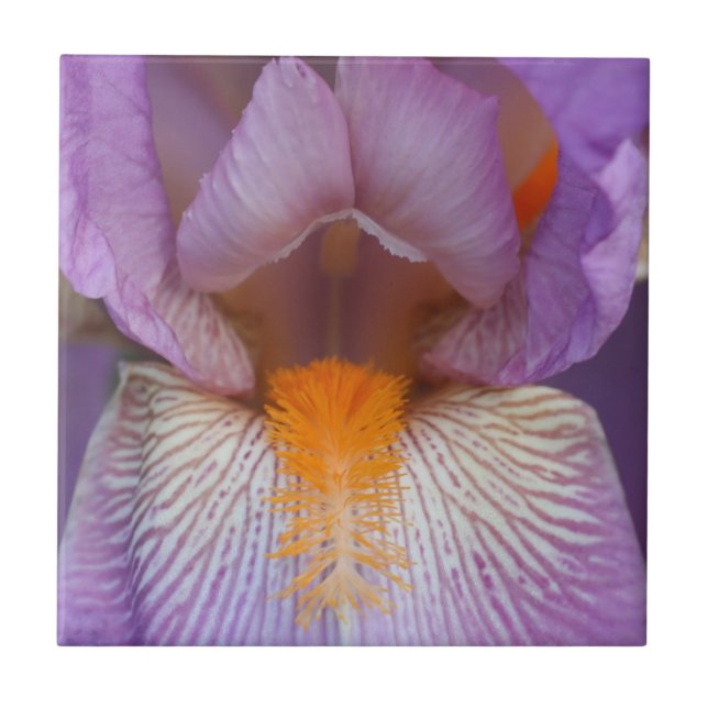 Lavender Bearded Iris Flower Petals Natature Kakelplatta (Framsidan)