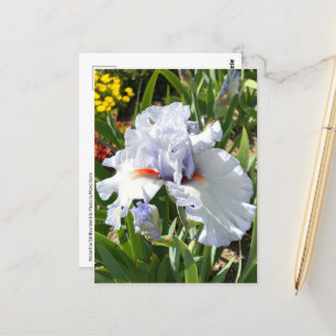 Lavender Bearded Iris Postcard Vykort