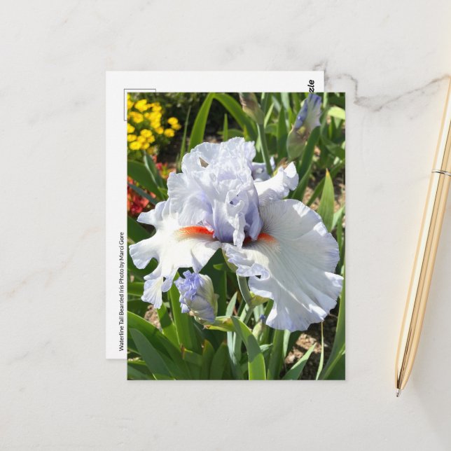 Lavender Bearded Iris Postcard Vykort (Fram/Back In Situ)