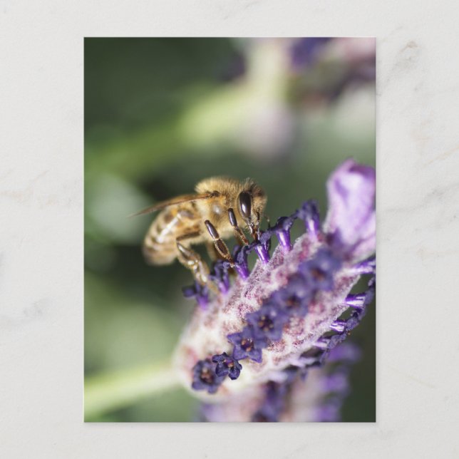 Lavender Bee Vykort (Framsida)