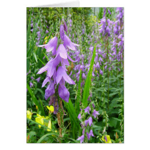 Lavender Bellblomfoto Hälsningskort