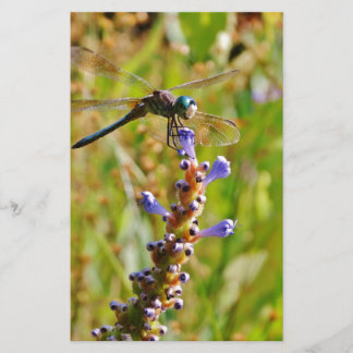 Lavender blomdrake