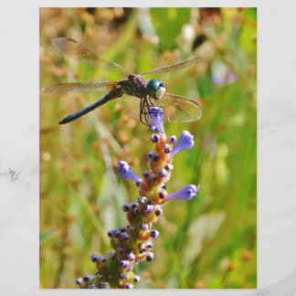 Lavender blomdrake