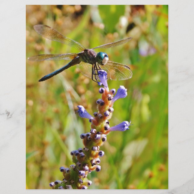 Lavender blomdrake (Framsida)