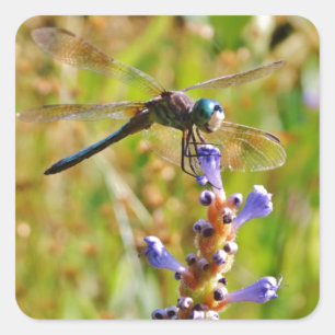 Lavender blomdrake fyrkantigt klistermärke